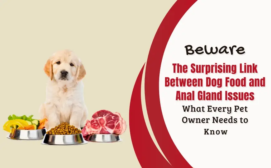Which Food Cause Anal Gland Issues In Dogs: How To Cure